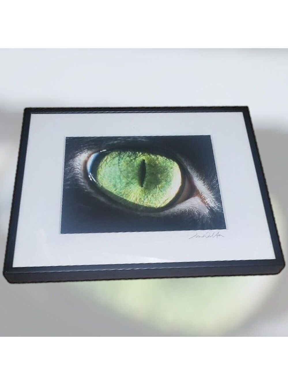 Animal Pet Art Jon Walton Photography Decor Cat Eye Phoebe 8" X 10" Matted Frame